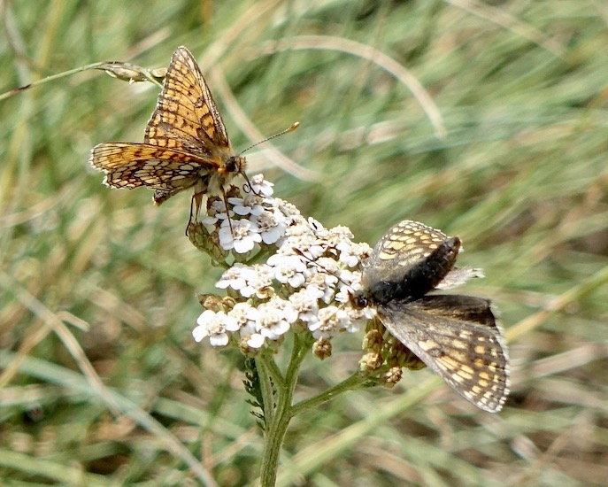 Grison's fritillary